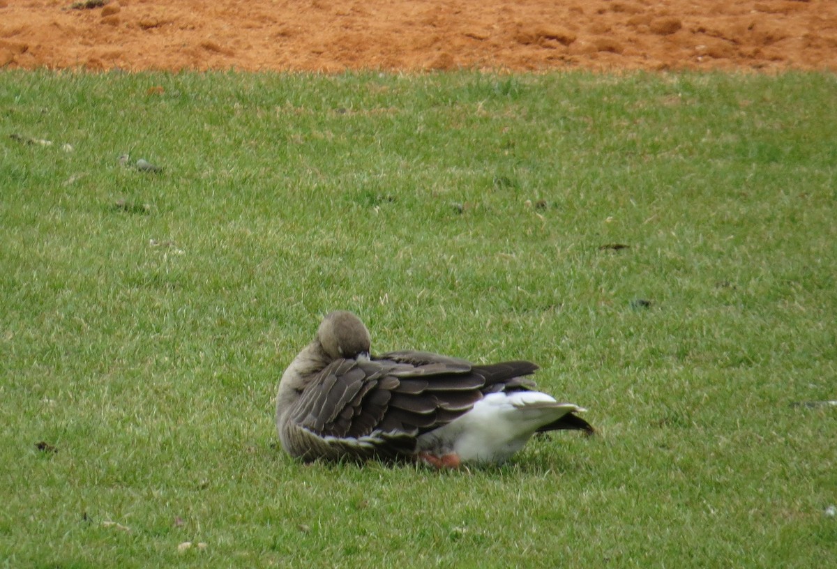 Манхин галуу - ML614735012
