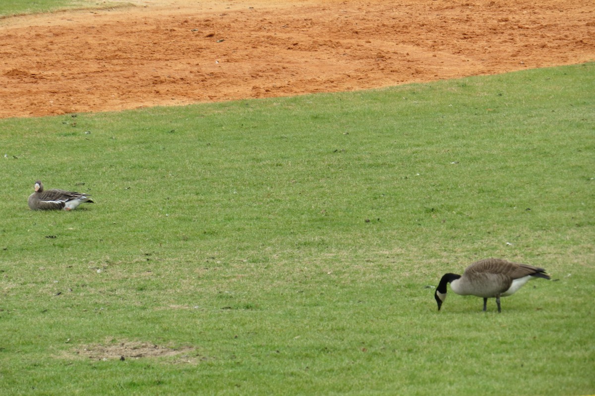 Манхин галуу - ML614735015