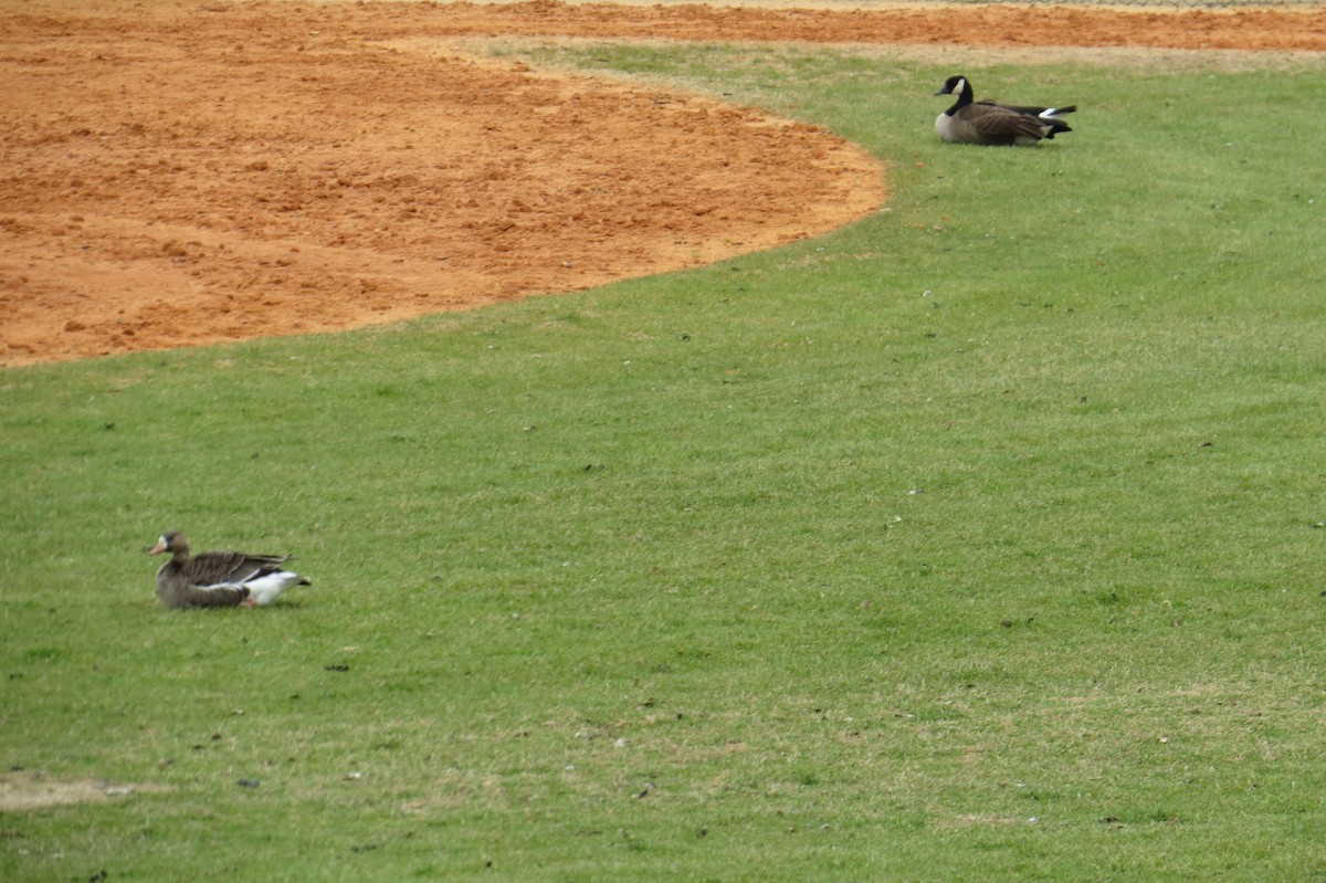 Манхин галуу - ML614735018