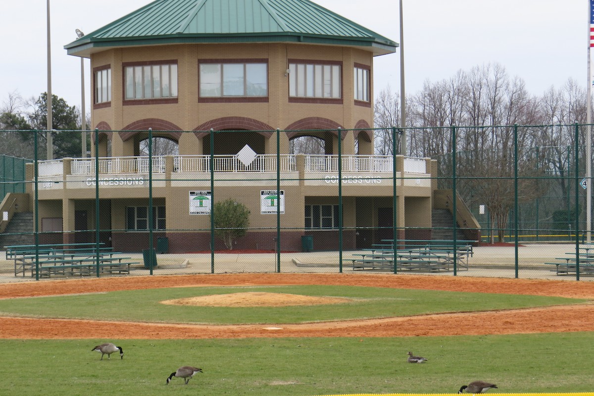 Манхин галуу - ML614735019