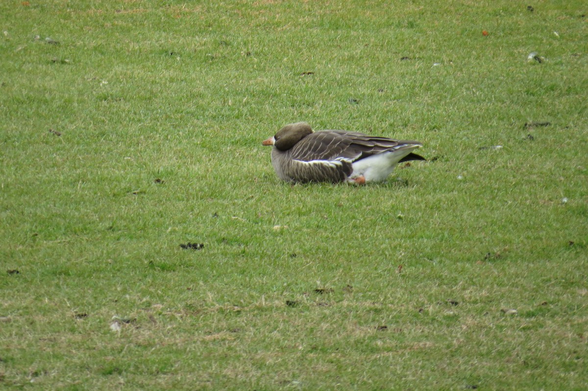 Манхин галуу - ML614735021