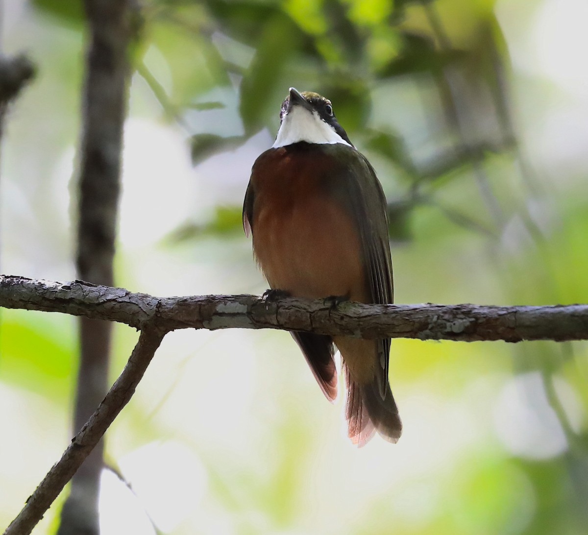 Yellow-crowned Manakin - ML614735043