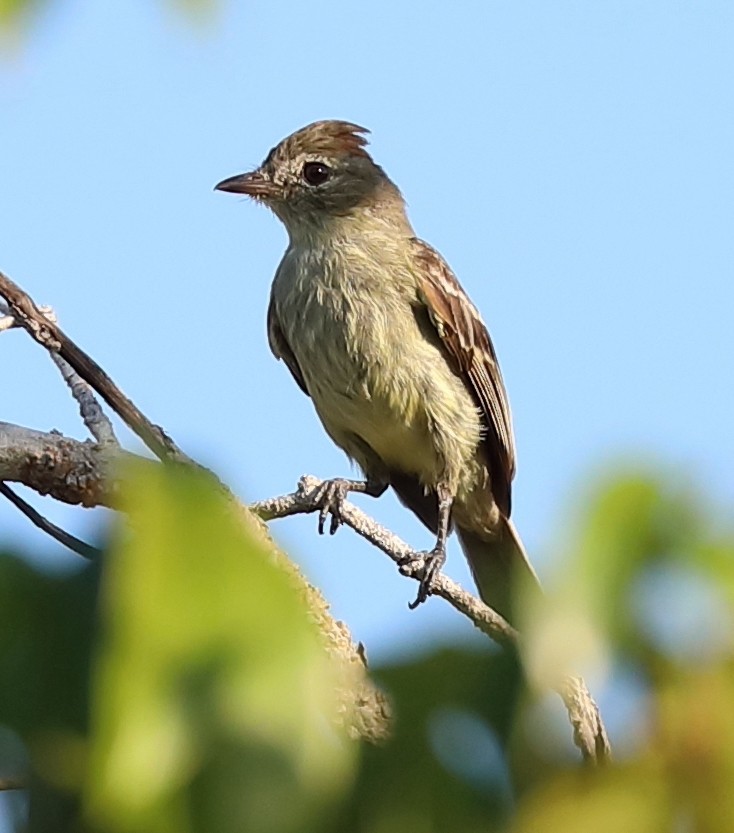 Rufous-crowned Elaenia - ML614735154