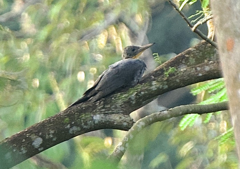 Great Slaty Woodpecker - ML614735185