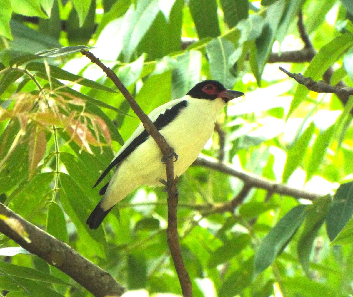 Black-tailed Tityra - Henrique Heidi Horiyshi