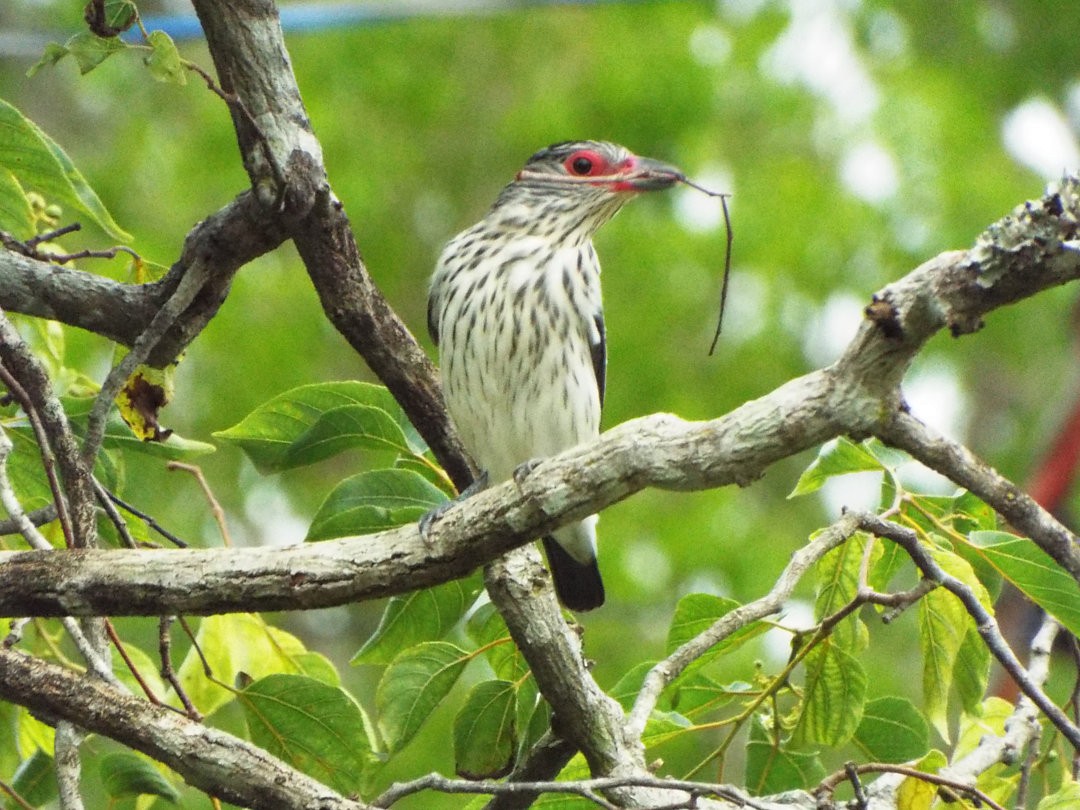 Black-tailed Tityra - Henrique Heidi Horiyshi