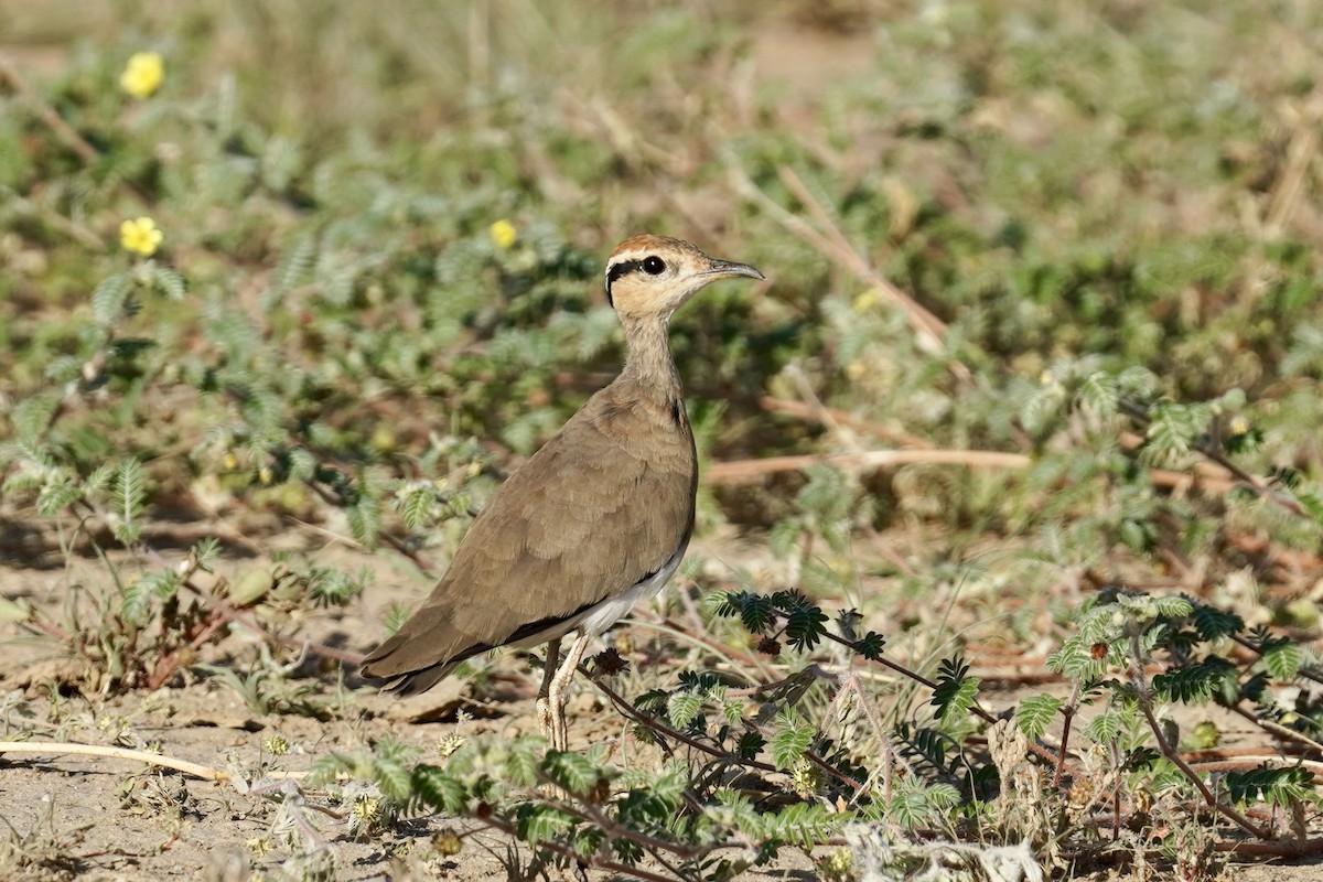 Temminck's Courser - ML614735237