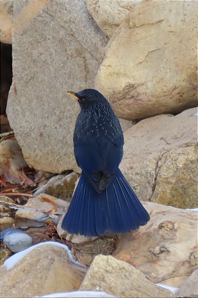 Blue Whistling-Thrush - Manolo García