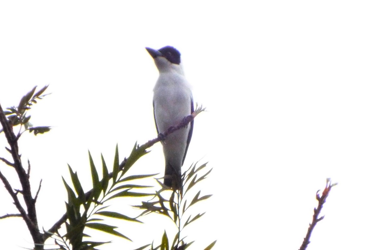 Black-crowned Tityra - Henrique Heidi Horiyshi