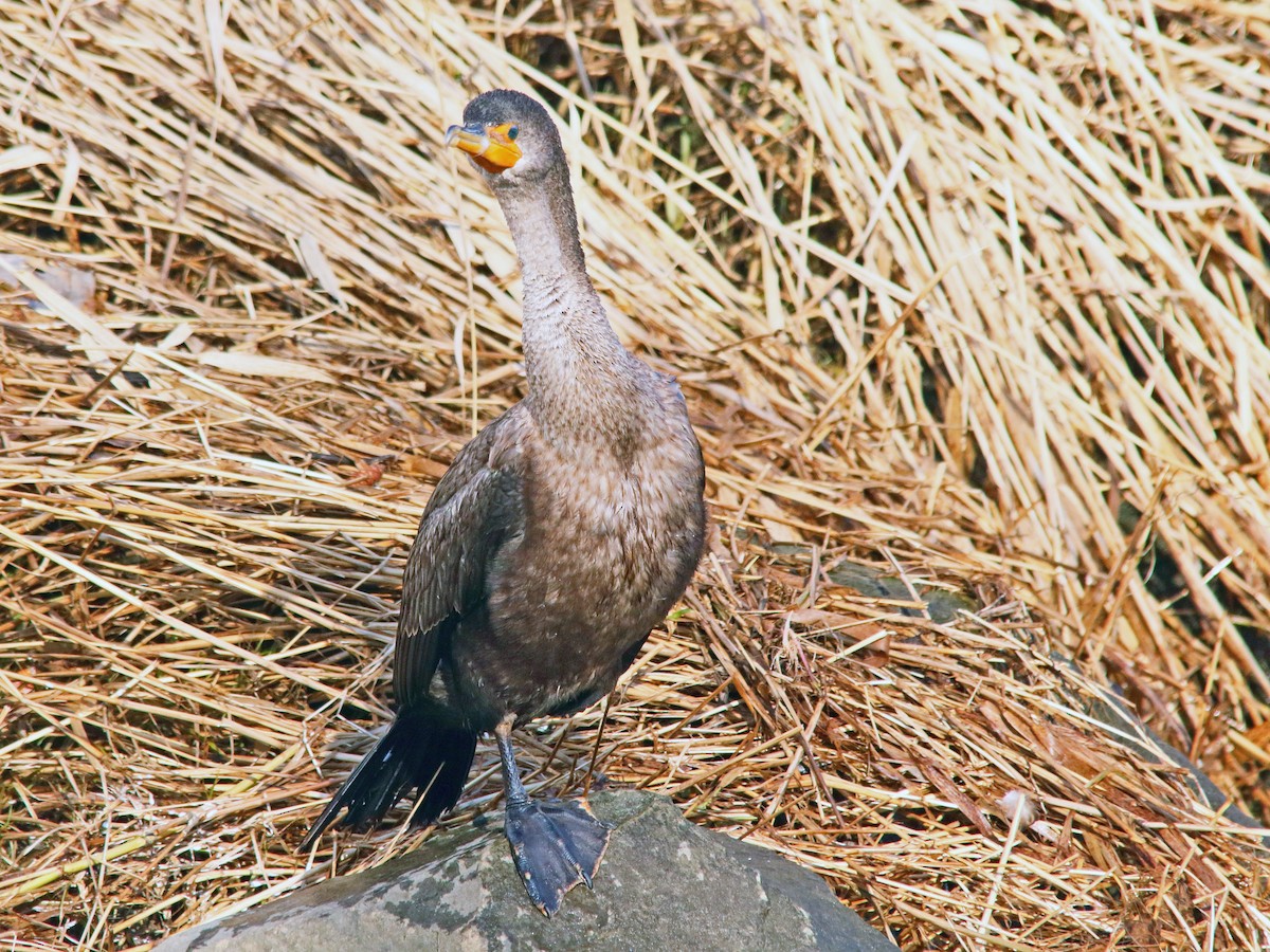 Double-crested Cormorant - ML614735317