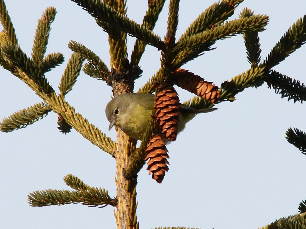 oransjekroneparula - ML614735351