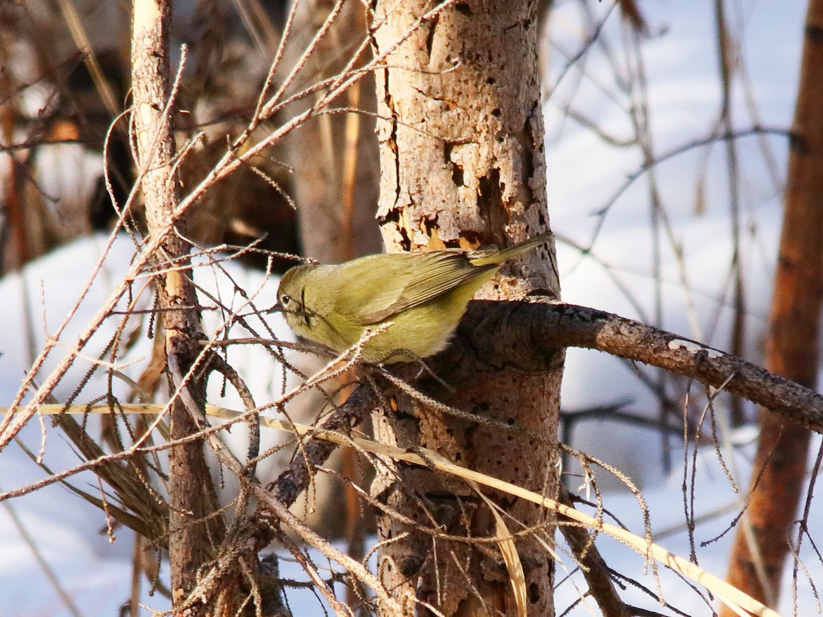 Orange-crowned Warbler - Blair Fleming