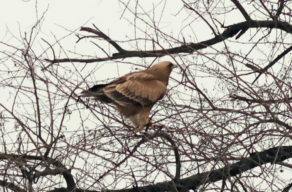 Booted Eagle - ML614735384