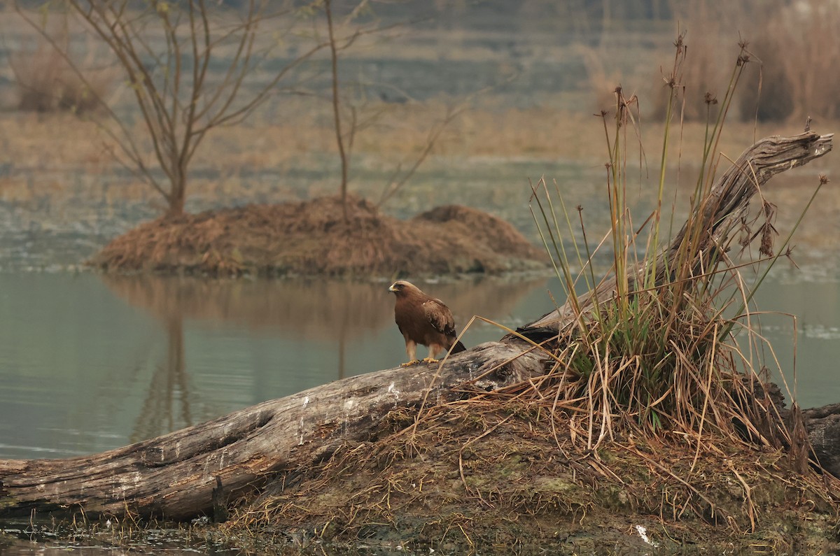 Booted Eagle - ML614735385