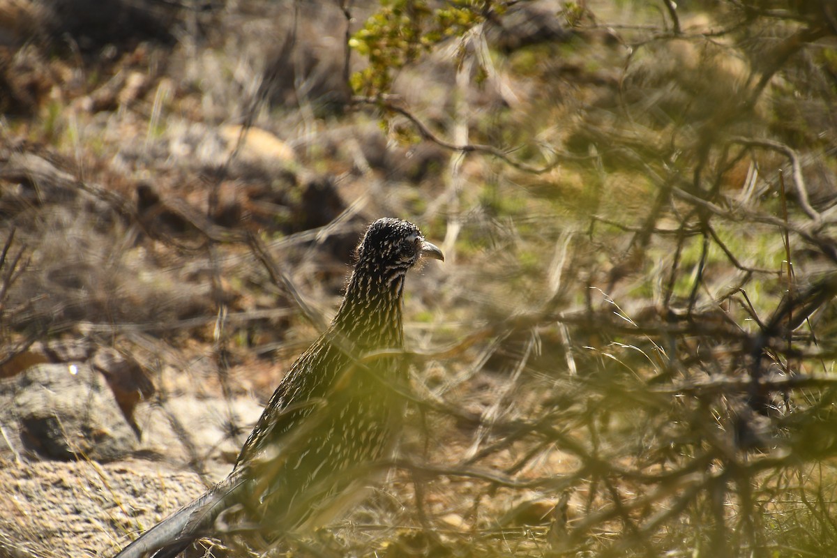 Greater Roadrunner - ML614735419