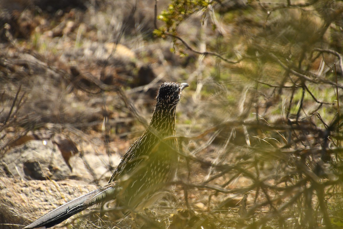 Greater Roadrunner - ML614735421