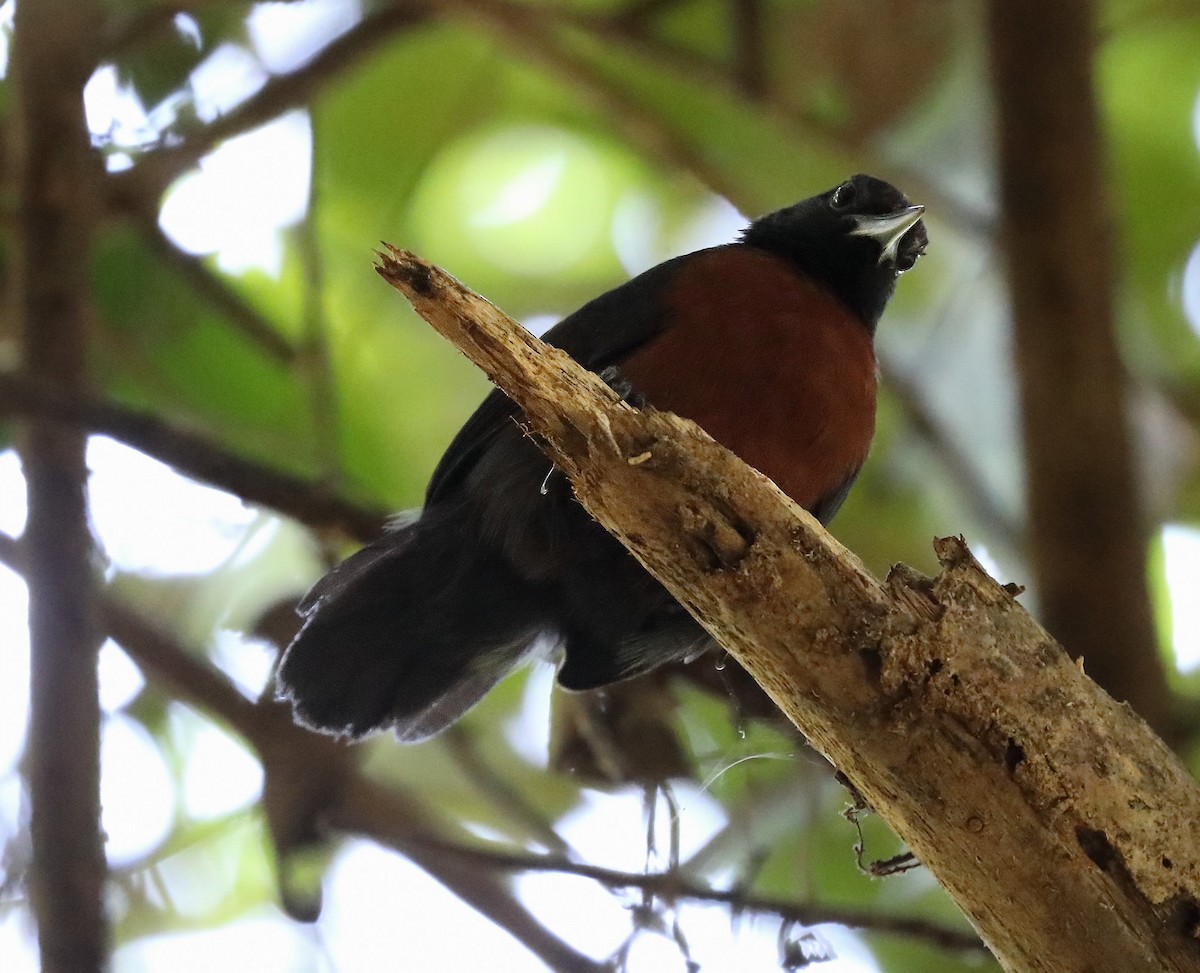 Black Bushbird - ML614735437