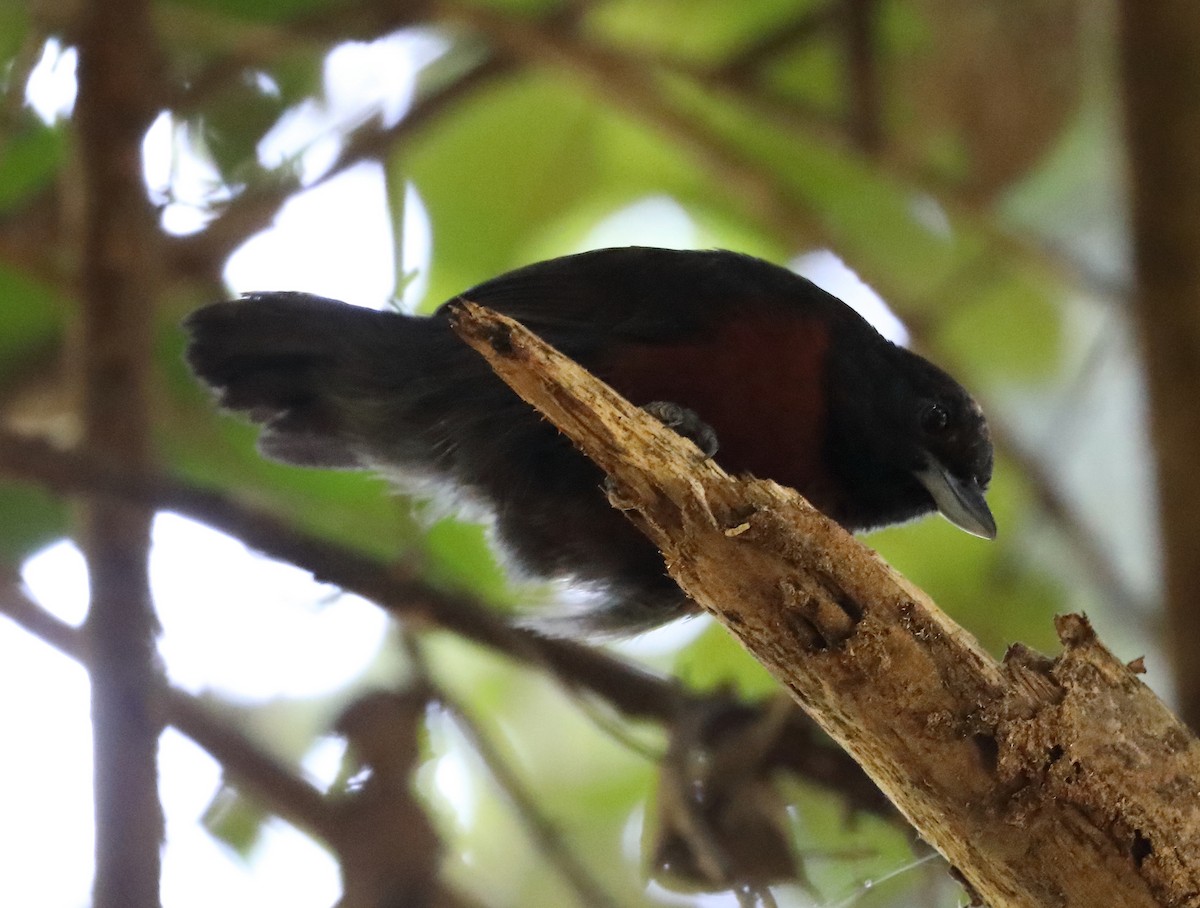 Black Bushbird - ML614735440