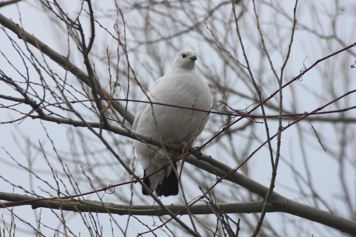 Willow Ptarmigan - ML614735455