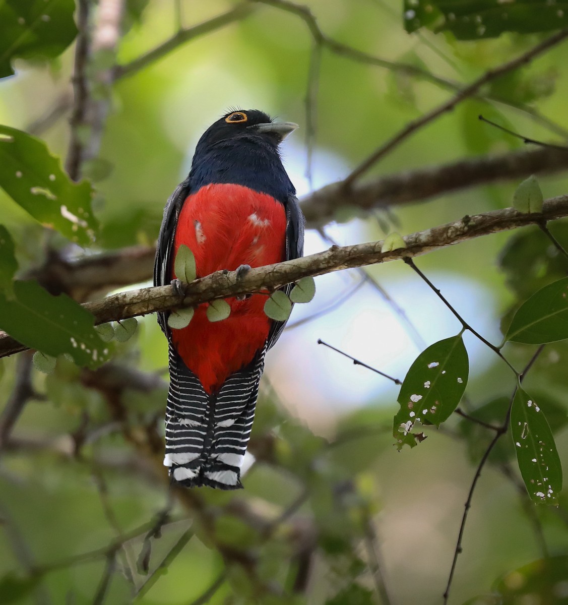 trogon modrotemenný - ML614735457