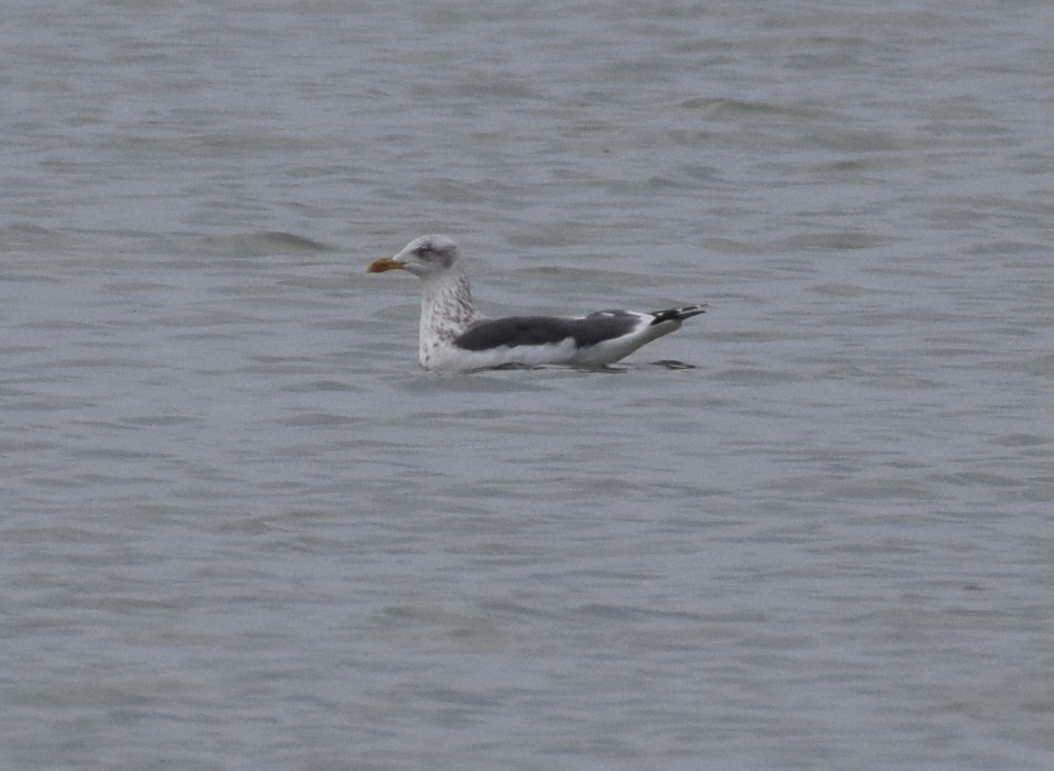 Lesser Black-backed Gull - ML614735464