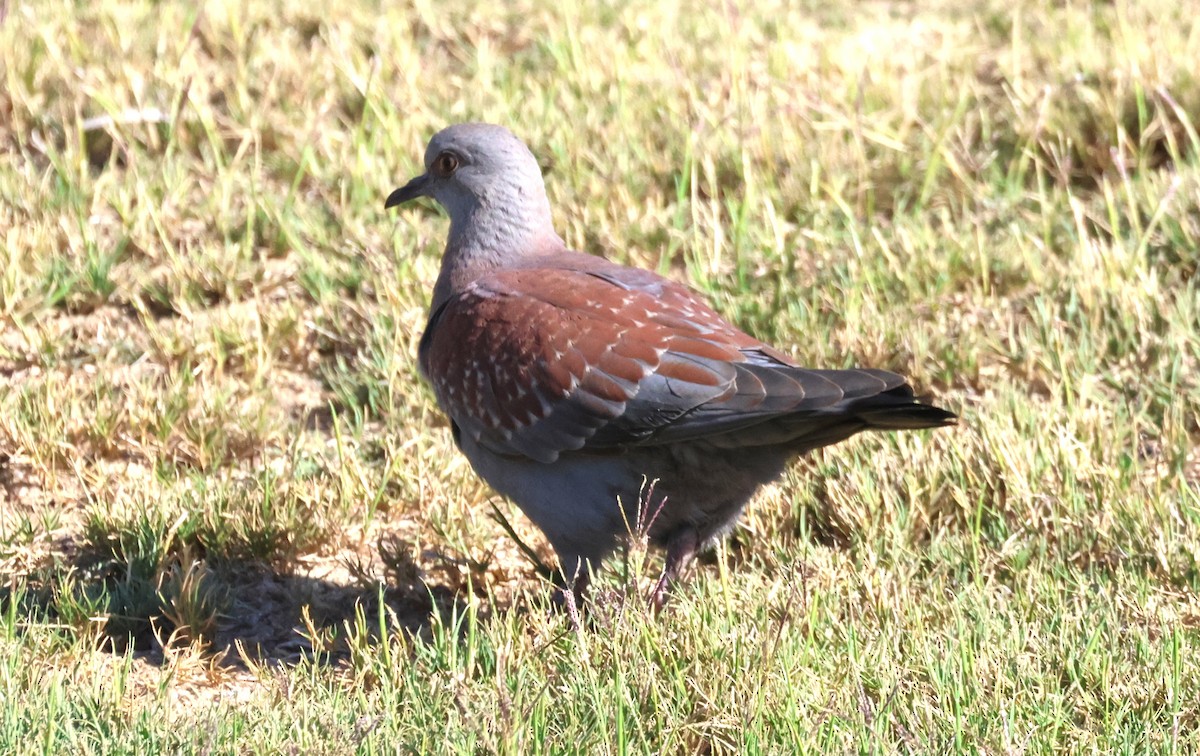 Pigeon roussard - ML614735482
