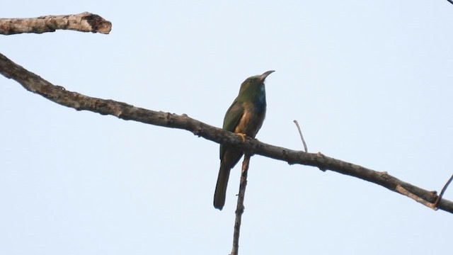 Blue-bearded Bee-eater - ML614735483