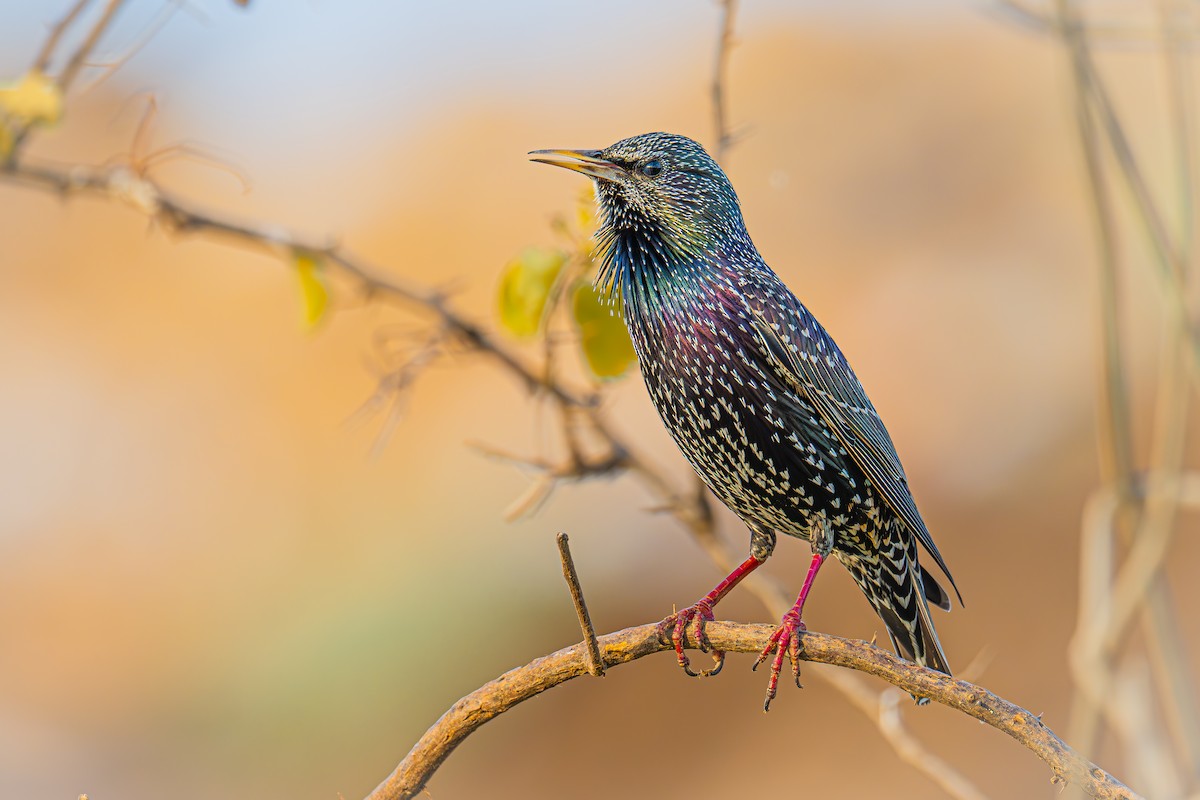 European Starling - Uriel Levy