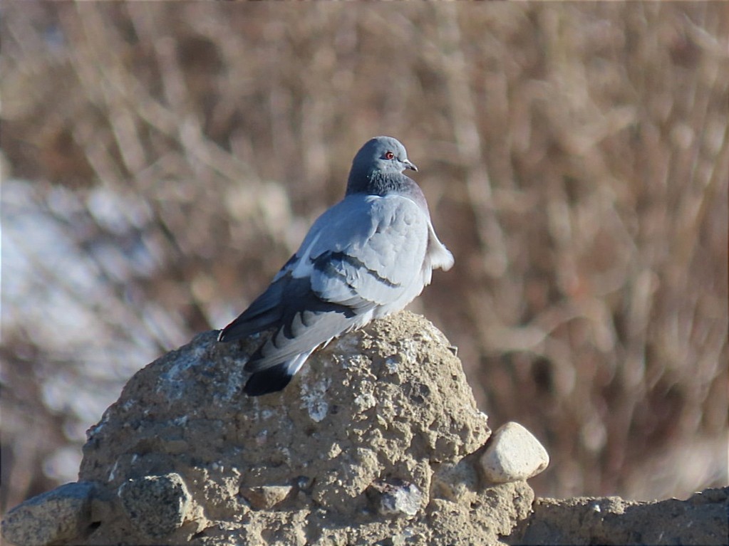 Pigeon des rochers - ML614735500