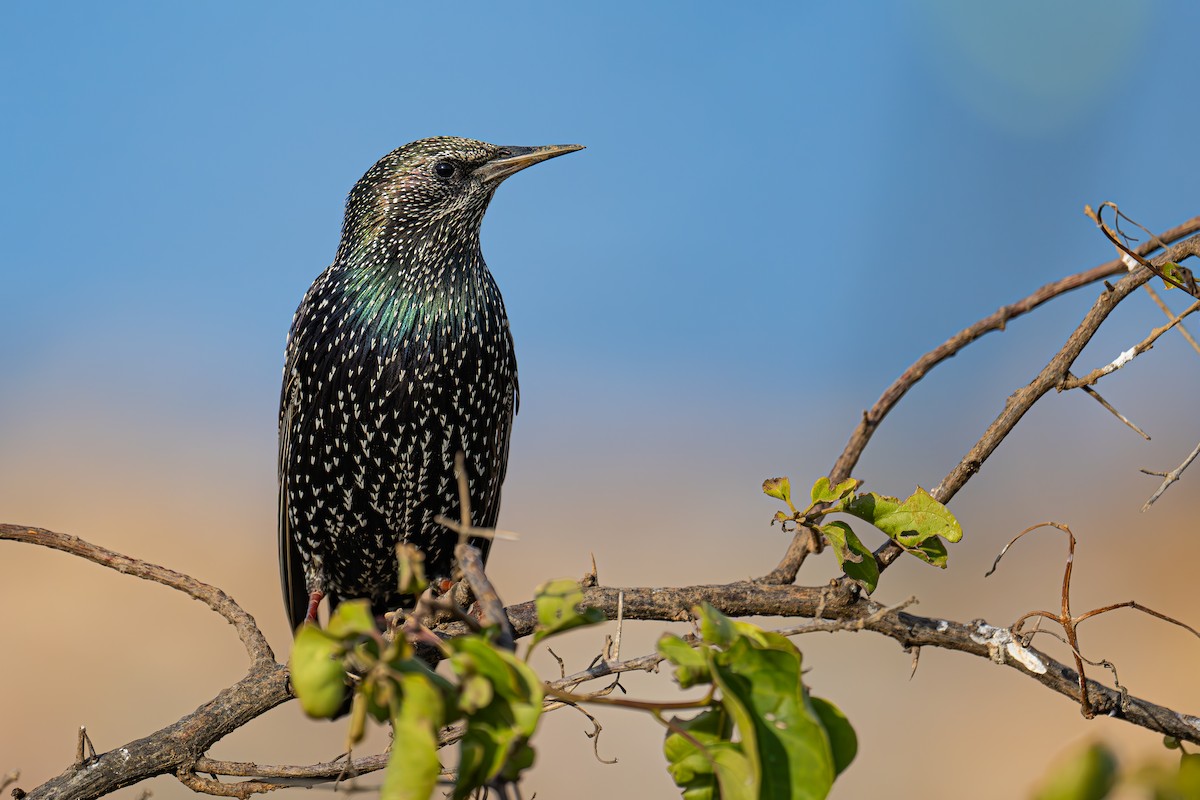 European Starling - ML614735501