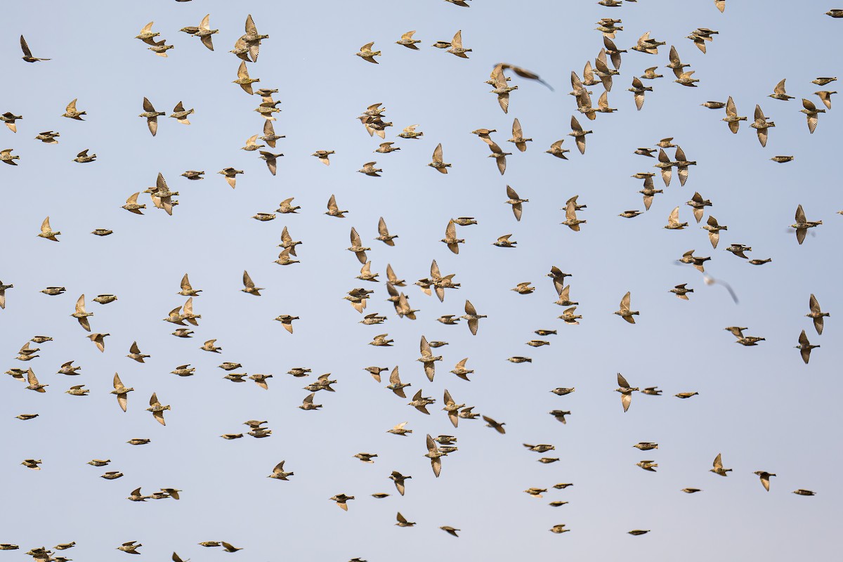 European Starling - Uriel Levy