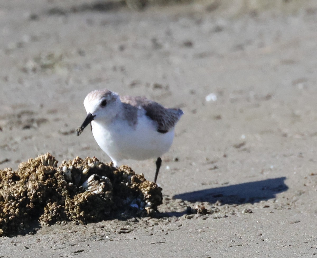 Sanderling - ML614735518