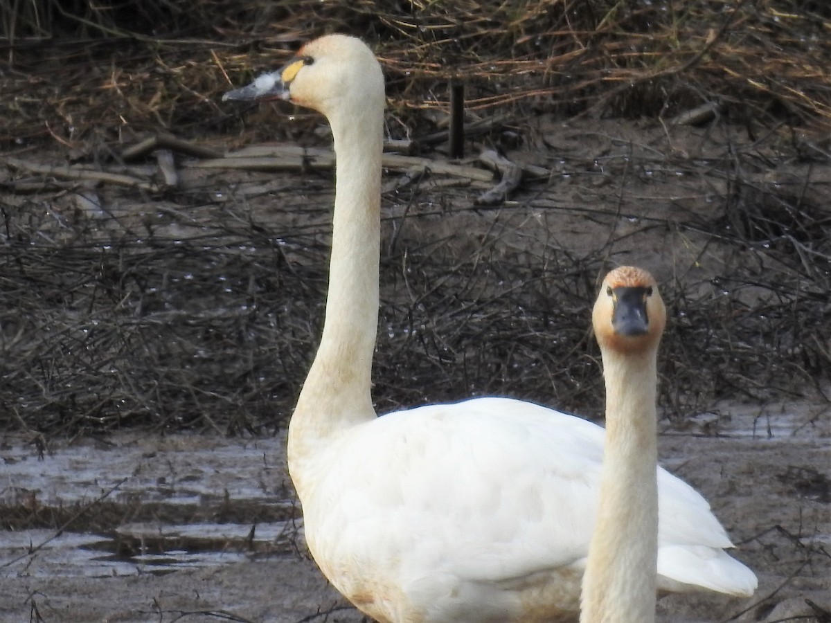 Tundra Swan - ML614735521