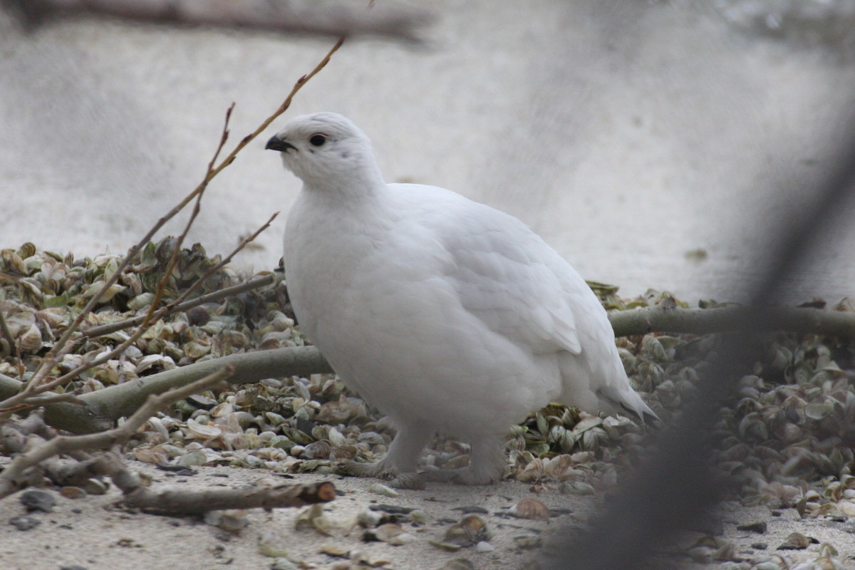 Willow Ptarmigan - ML614735529