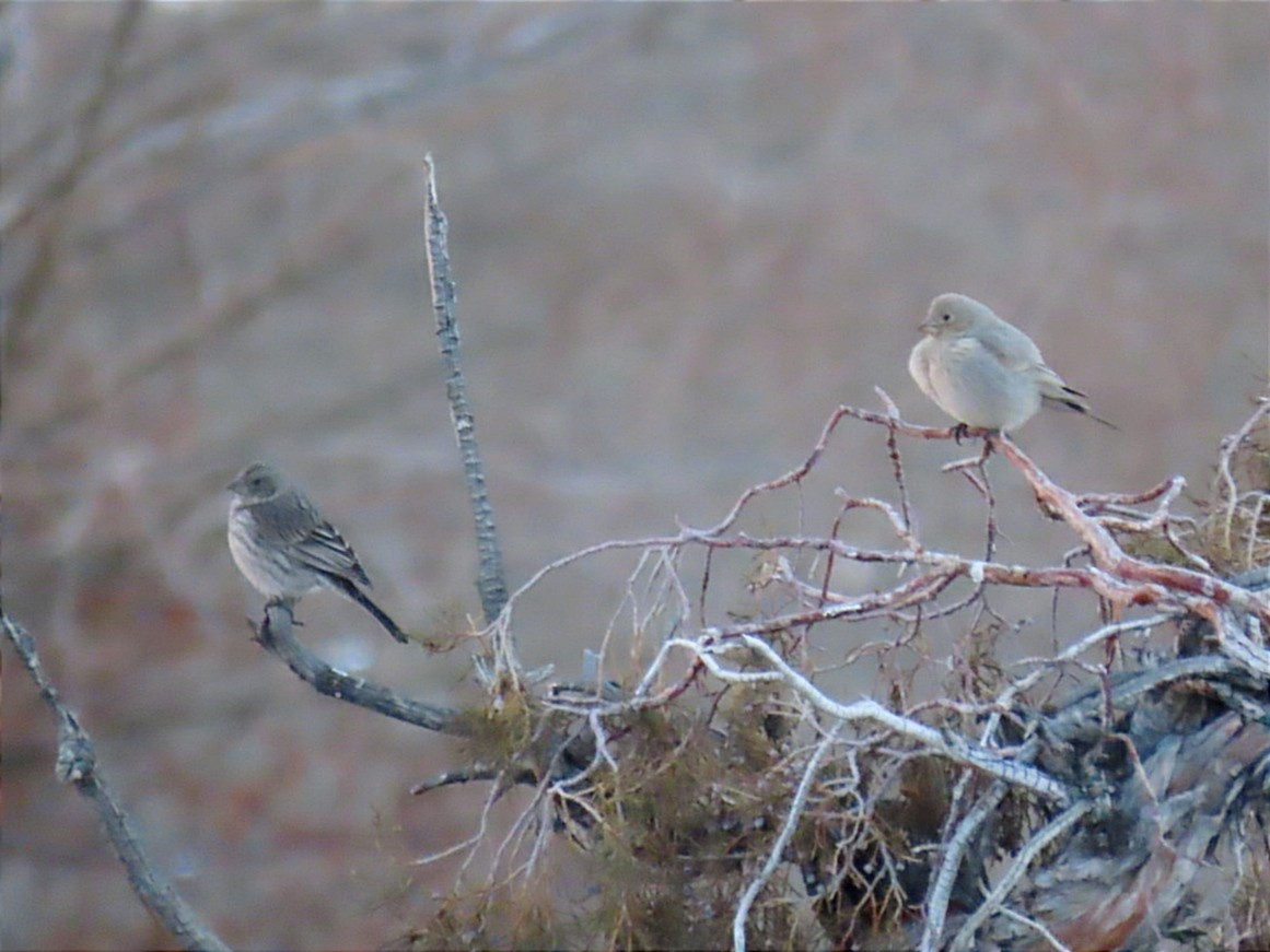 Great Rosefinch - Manolo García