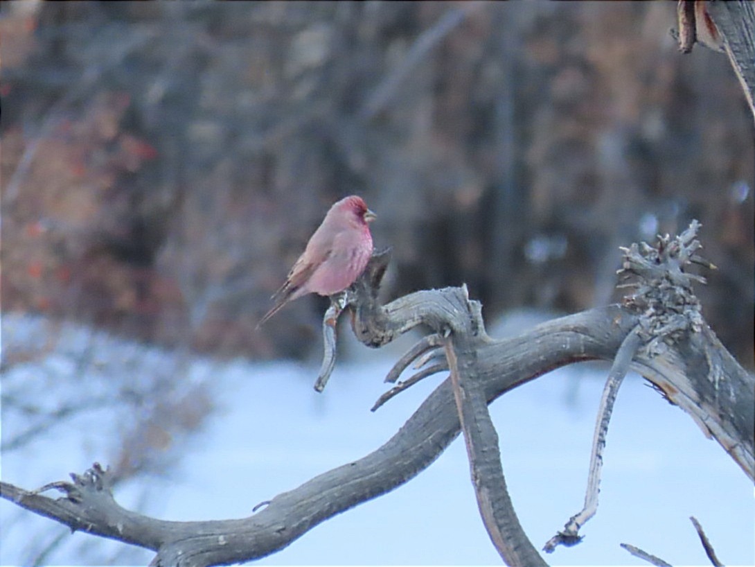 Great Rosefinch - Manolo García