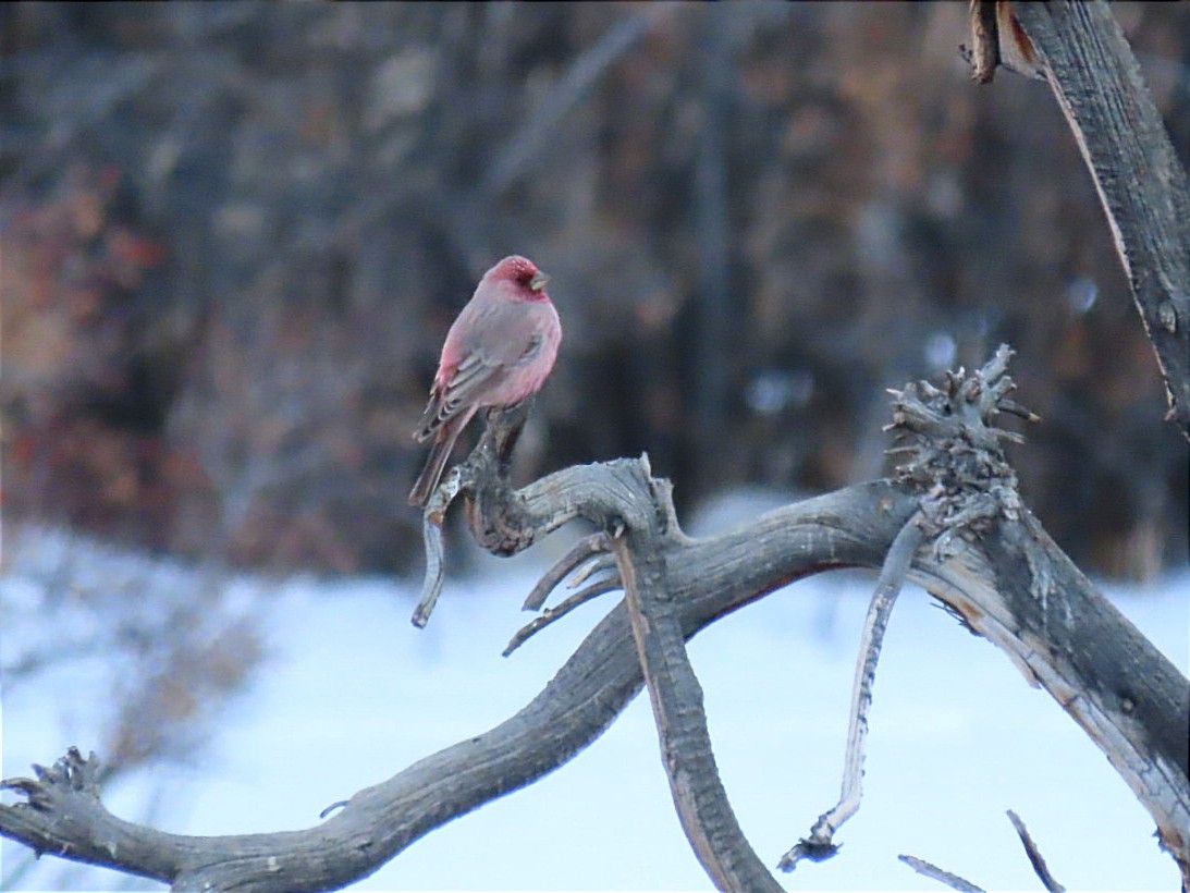 Great Rosefinch - Manolo García