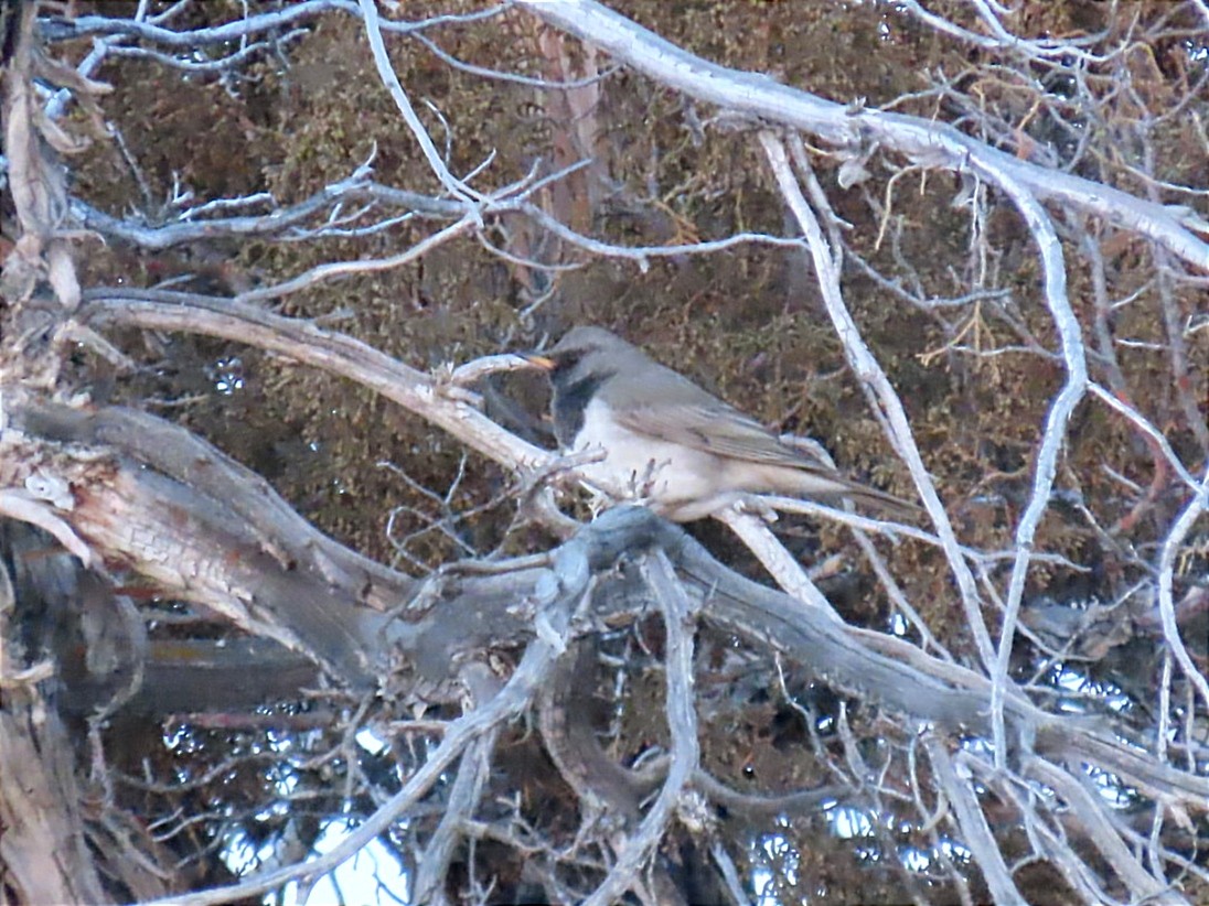 Black-throated Thrush - Manolo García