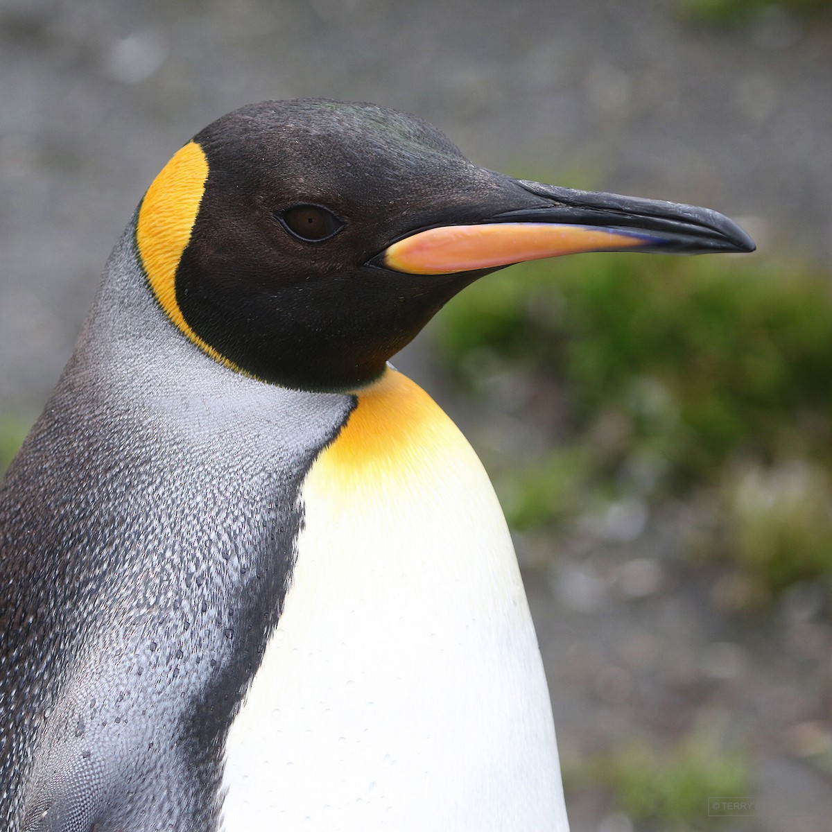 King Penguin - Roksana and Terry