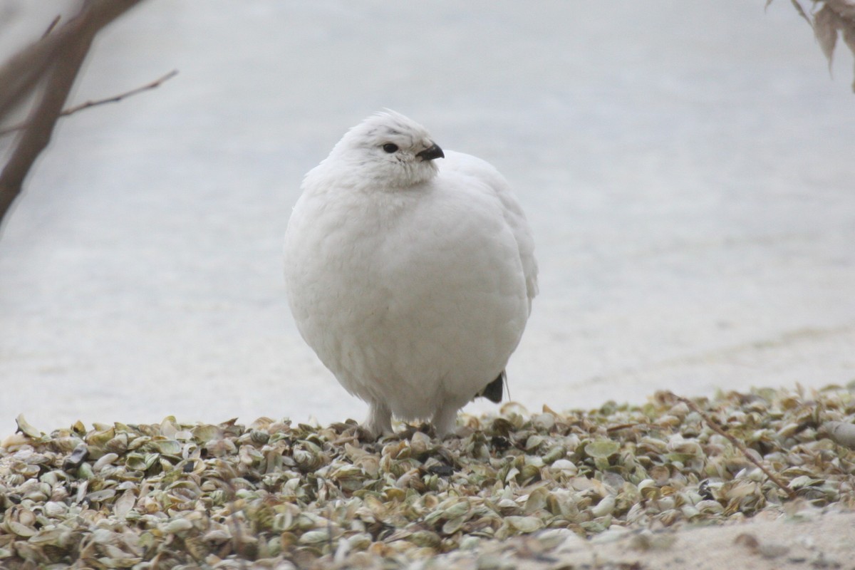 Willow Ptarmigan - ML614735605