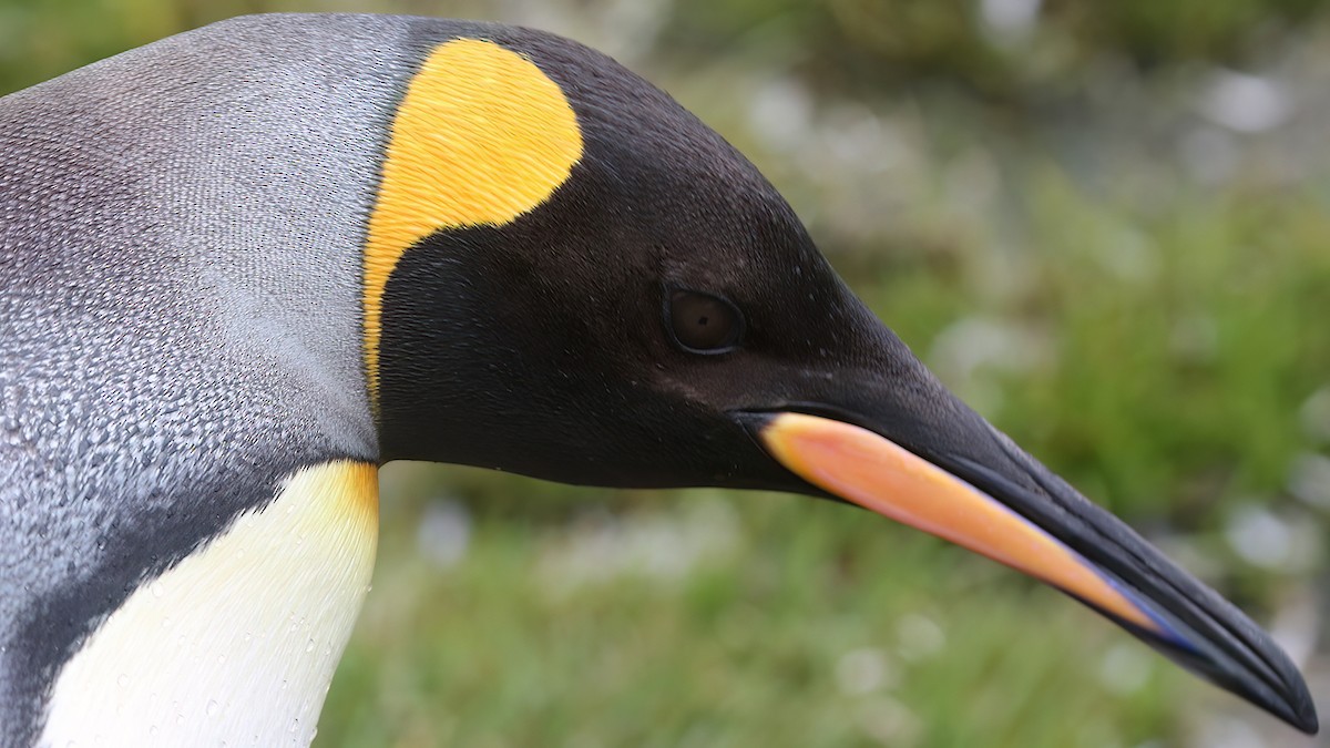 King Penguin - Roksana and Terry