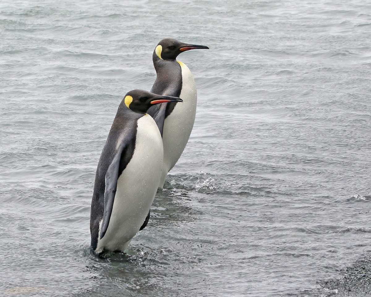 King Penguin - Roksana and Terry