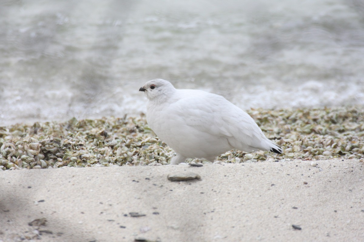 Willow Ptarmigan - ML614735685