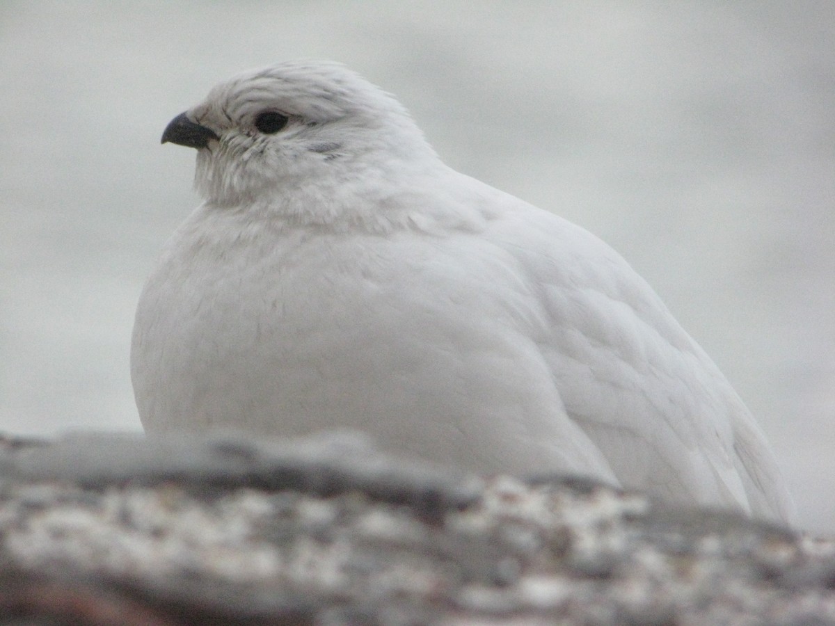 Willow Ptarmigan - ML614735695