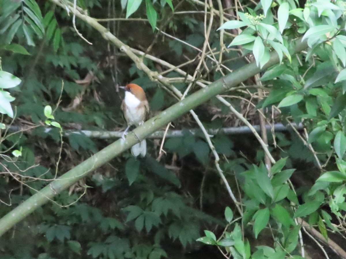 Rufous-crowned Laughingthrush - ML614735701