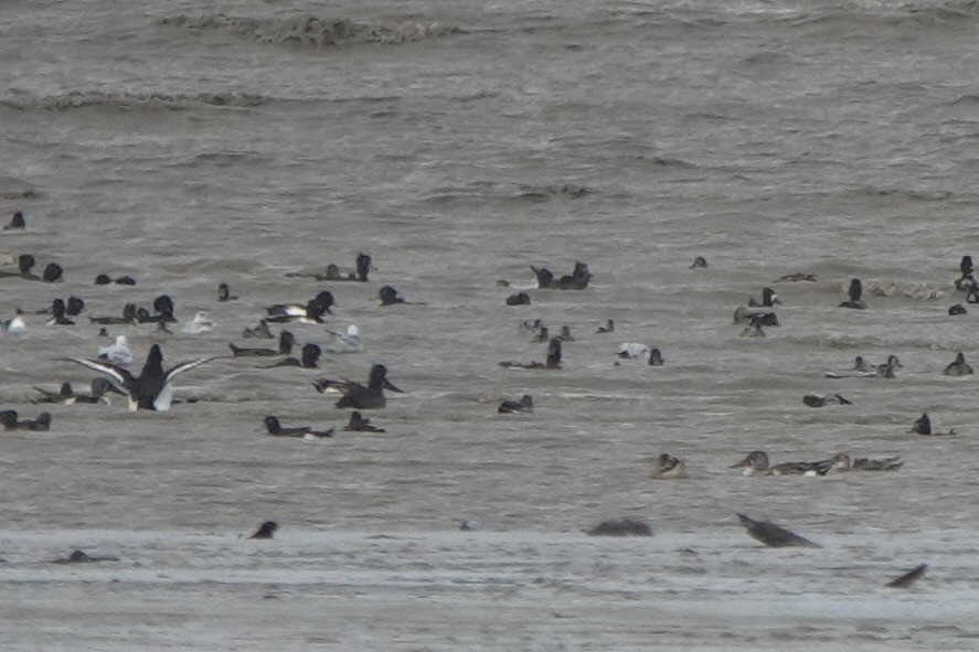 Tufted Duck - ML614735718