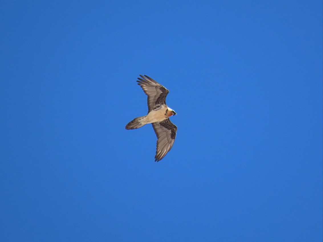 Bearded Vulture - ML614735752