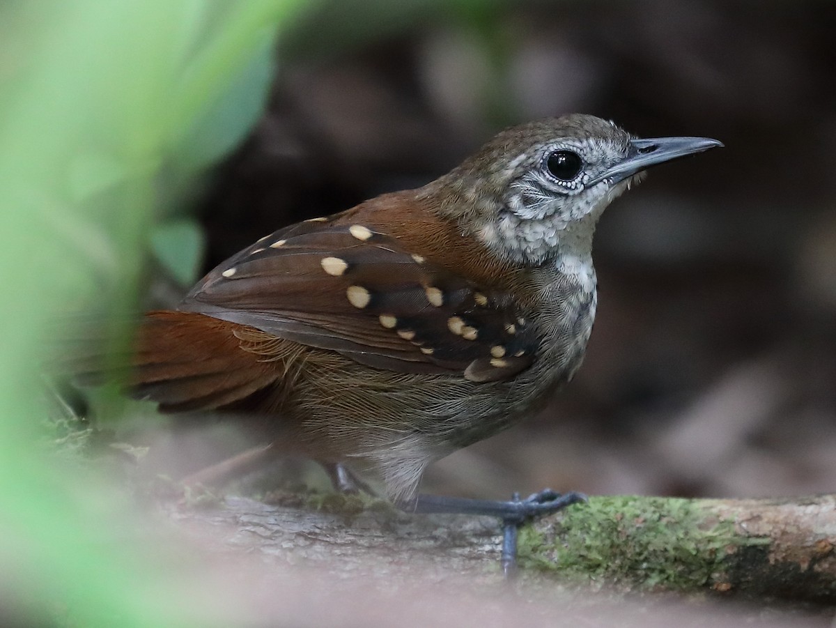 Gray-bellied Antbird - ML614735781