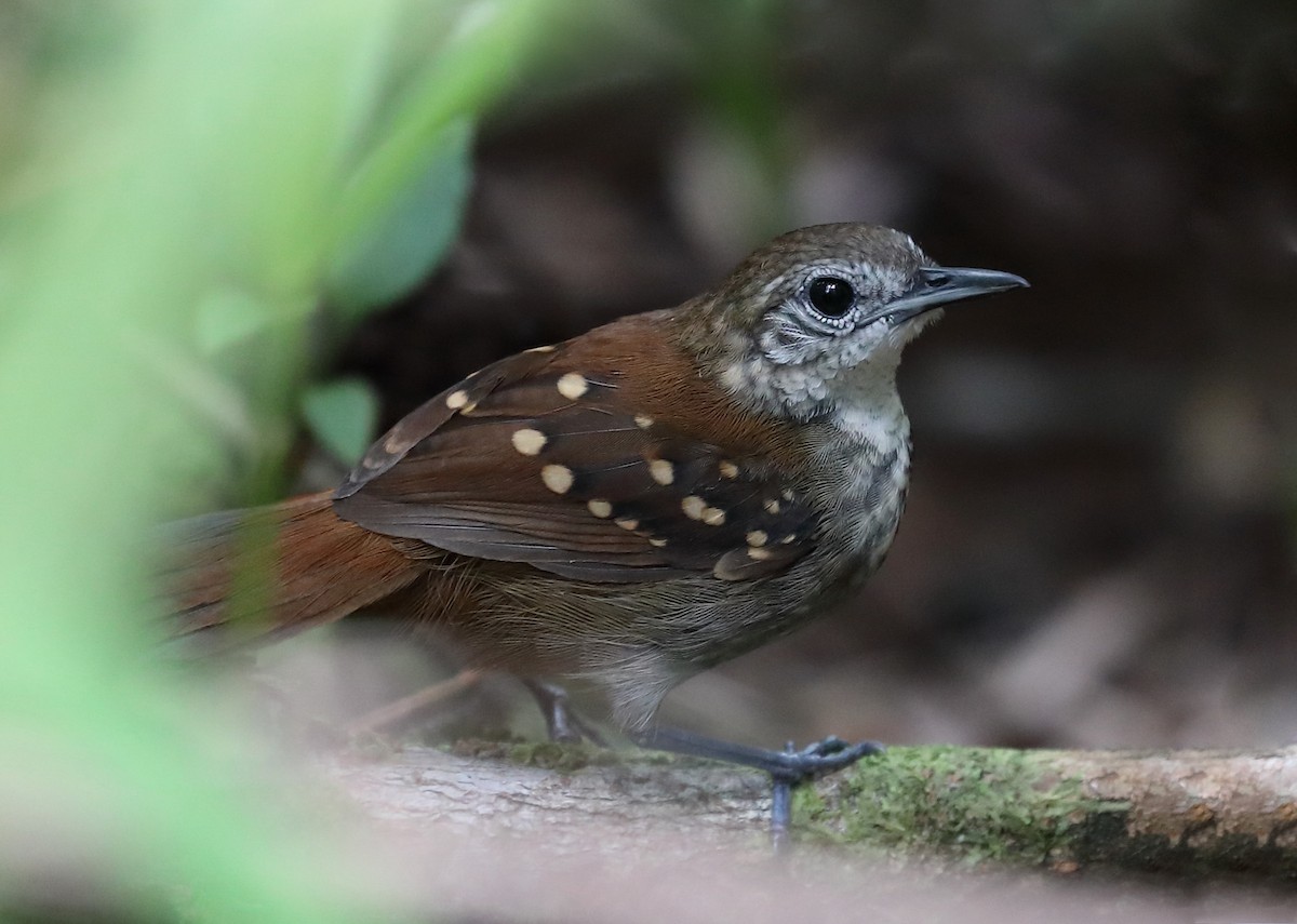 Gray-bellied Antbird - ML614735782