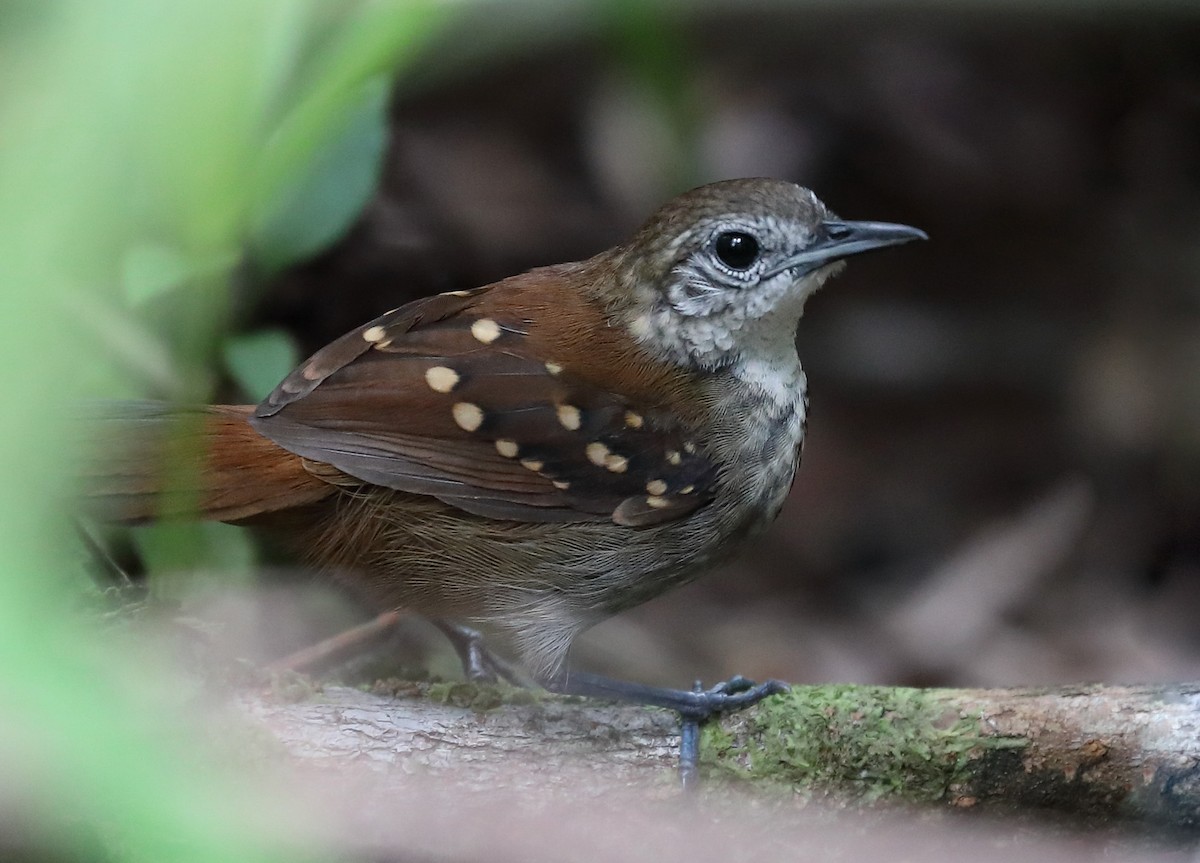 Gray-bellied Antbird - ML614735783